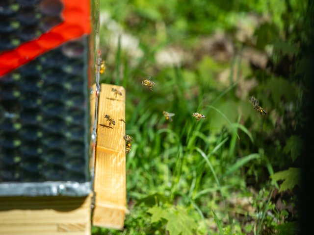 Pszczoły krainki nowymi mieszkańcami zoo - 9